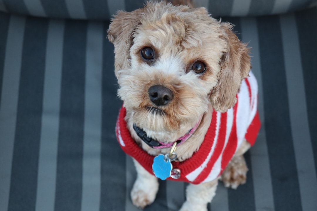 Cute Crewnecks: The Perfect Fall Wardrobe Essential