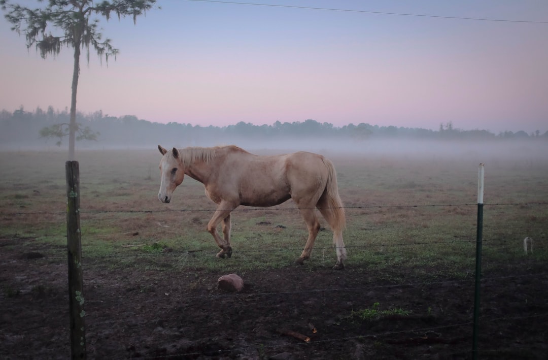 Unveiling the Beauty of the Bay Roan Horse